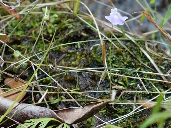 Utricularia livida