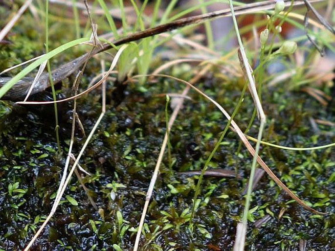 Utricularia livida