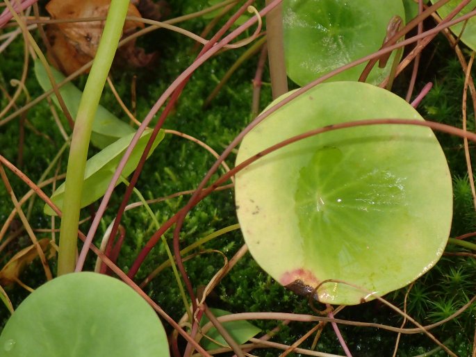 Utricularia nelumbifolia