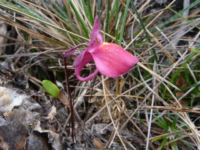 Utricularia quelchii