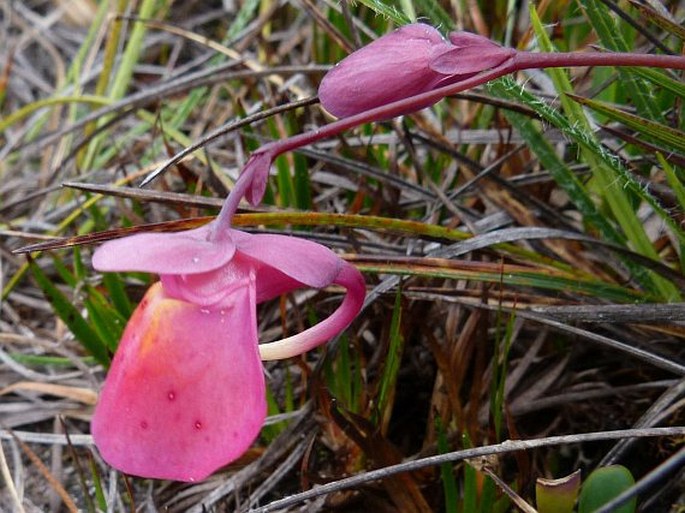 Utricularia quelchii