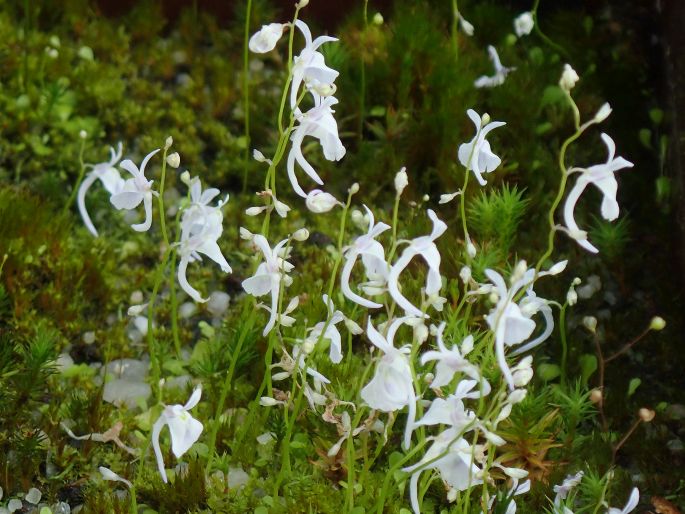 Utricularia sandersonii