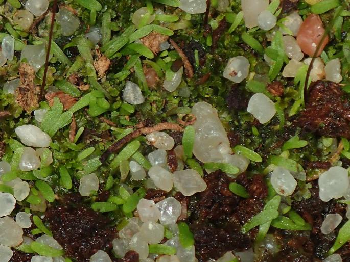 Utricularia sandersonii