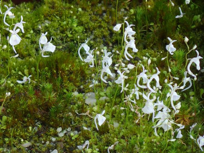 Utricularia sandersonii