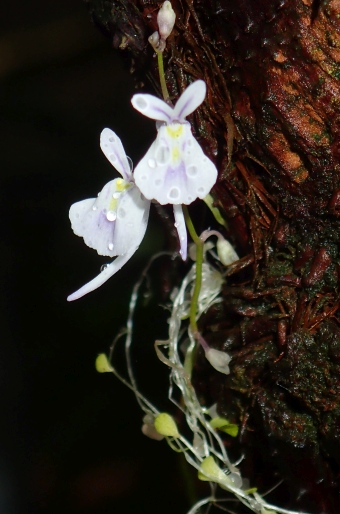 Utricularia sandersonii