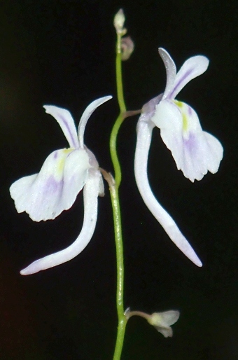 Utricularia sandersonii