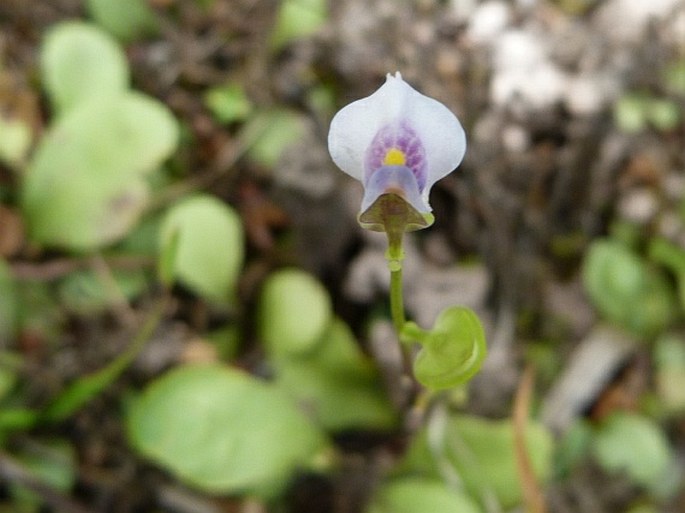 Utricularia calycifida