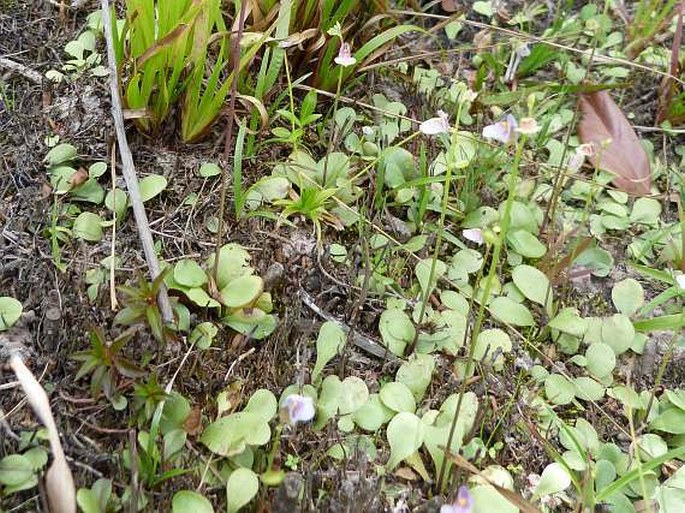 Utricularia calycifida