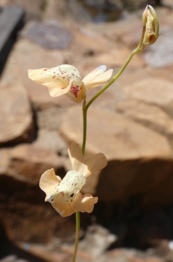 Utricularia fulva