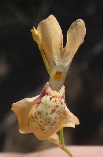 Utricularia fulva