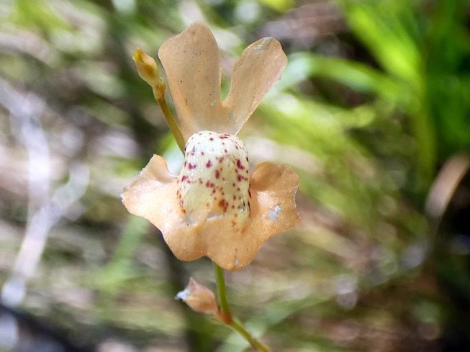 Utricularia fulva