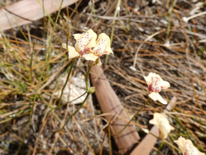 Utricularia fulva