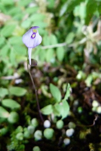 Utricularia pubescens