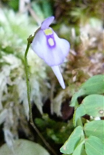 Utricularia pubescens