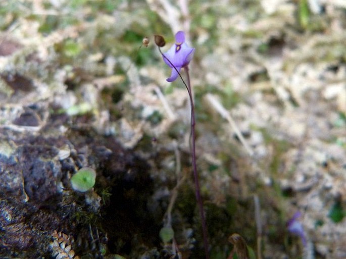 Utricularia pubescens