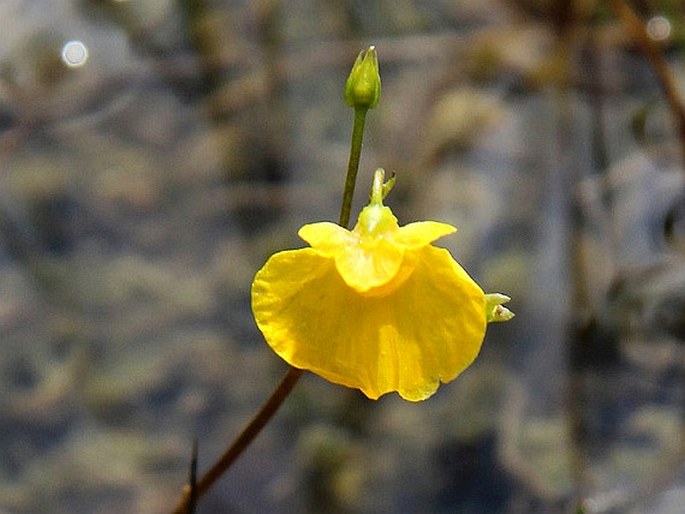 UTRICULARIA STYGIA G. Thor – bublinatka tmavá