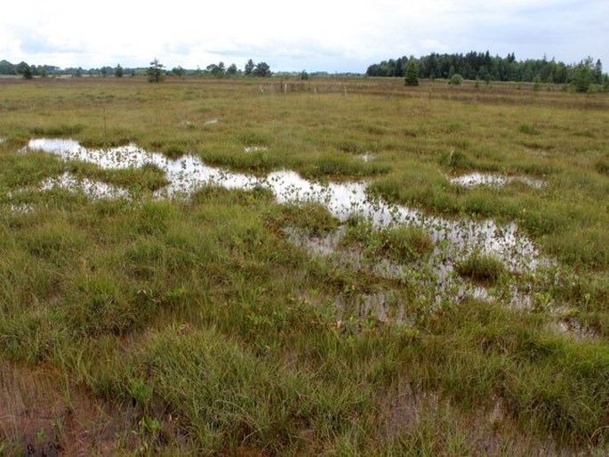 Utricularia stygia