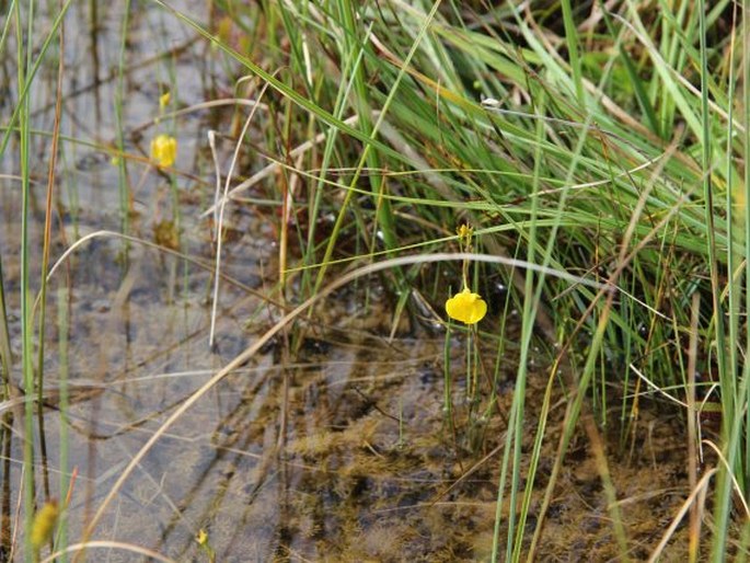 Utricularia stygia