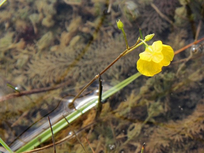 Utricularia stygia