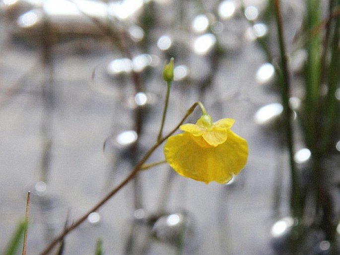 Utricularia stygia