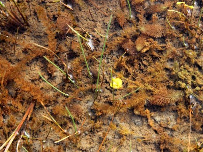 Utricularia stygia