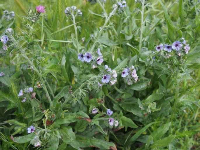 Cynoglossum creticum