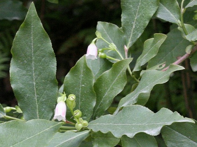 Vaccinium arctostaphylos