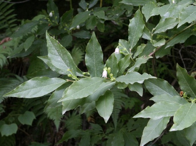 VACCINIUM ARCTOSTAPHYLOS L. – brusnice medvědí / brusnica