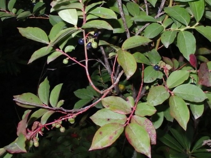 Vaccinium arctostaphylos