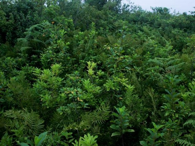 Vaccinium arctostaphylos