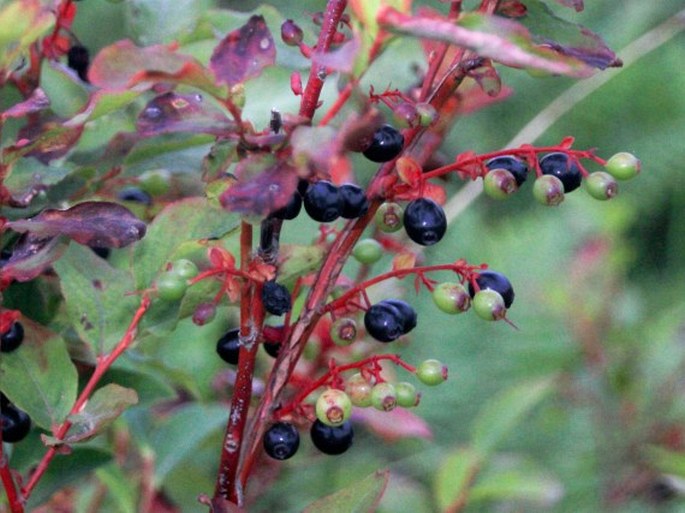 Vaccinium arctostaphylos