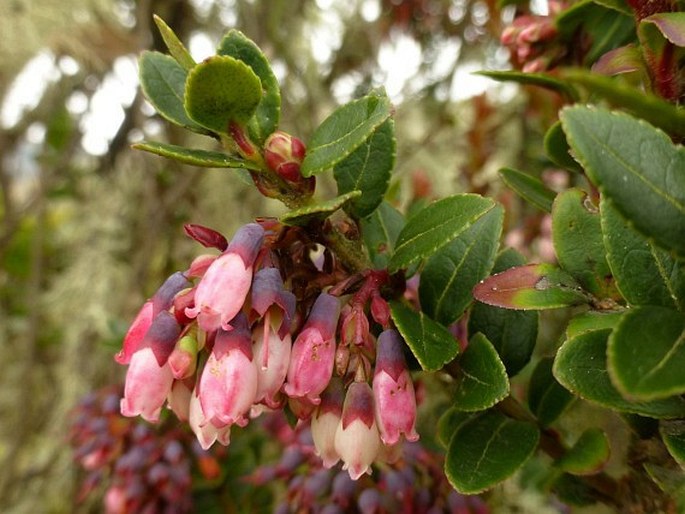 VACCINIUM FLORIBUNDUM Kunth – brusnice / brusnica