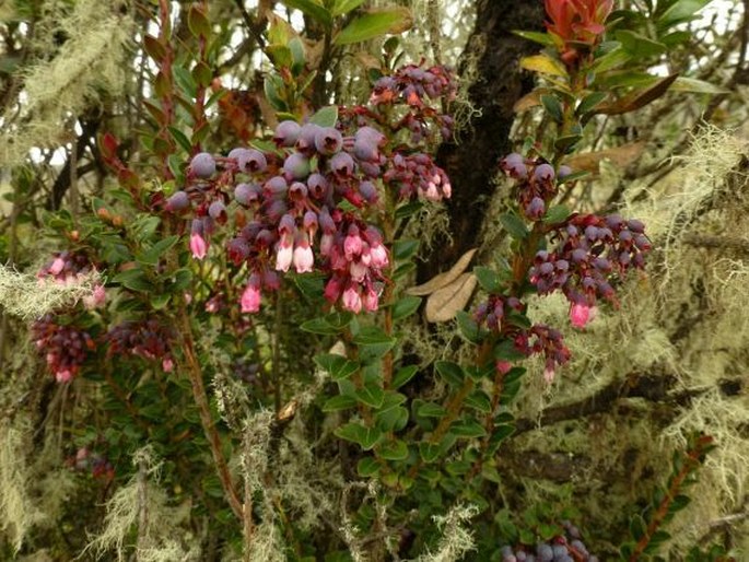 Vaccinium floribundum