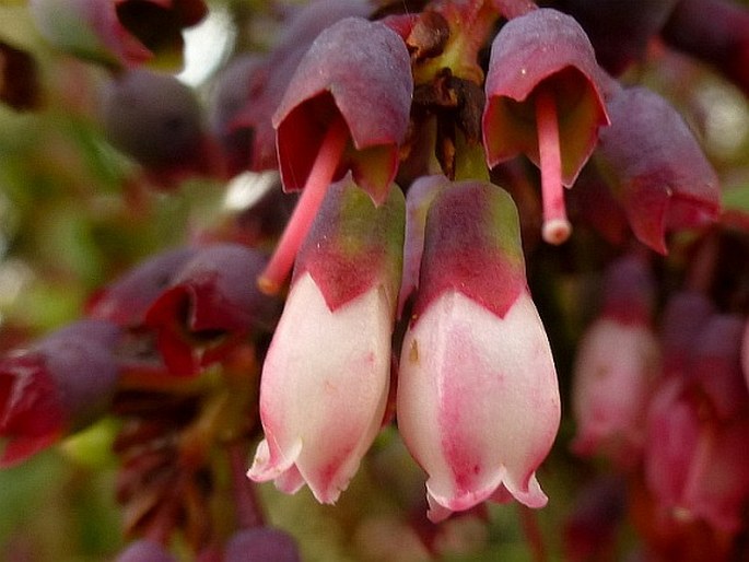 Vaccinium floribundum