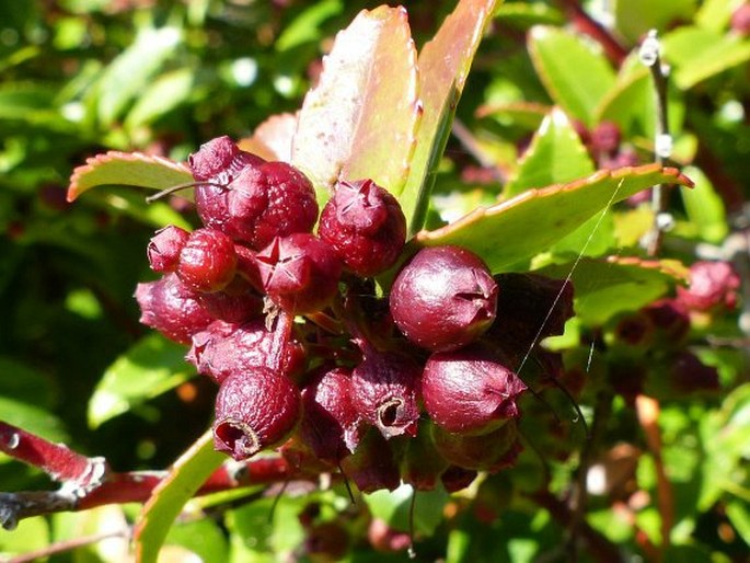 Vaccinium ovatum