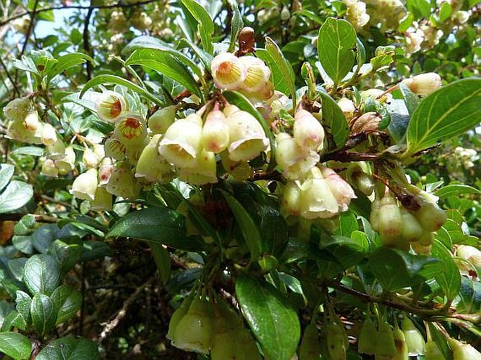 Vaccinium poasanum