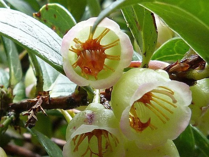 Vaccinium poasanum