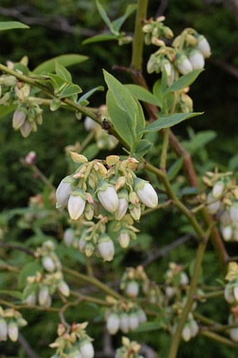 Vaccinium corymbosum