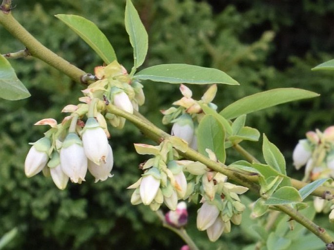 Vaccinium corymbosum