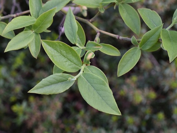 Vaccinium corymbosum