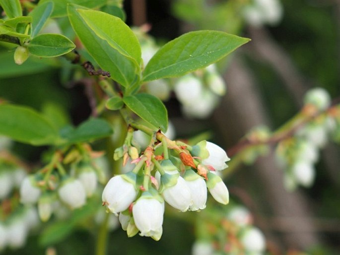 VACCINIUM CORYMBOSUM L. – borůvka chocholičnatá / brusnica