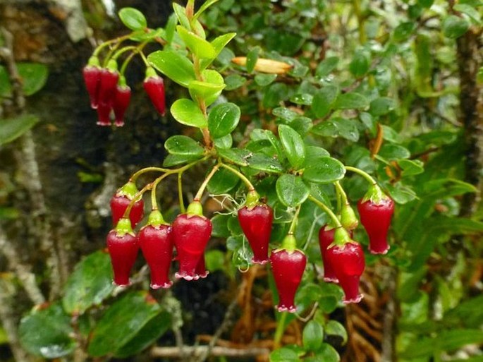 Vaccinium varingiaefolium