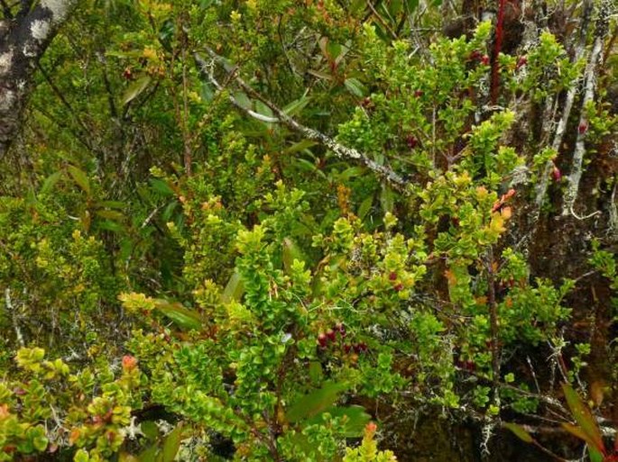 Vaccinium varingiaefolium