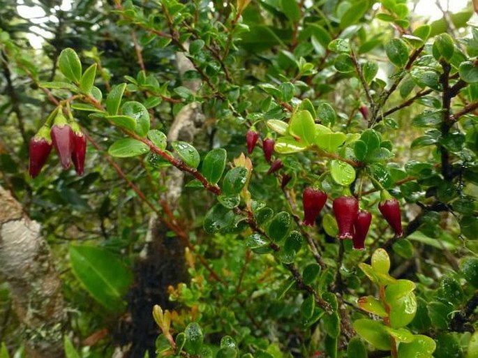 Vaccinium varingiaefolium