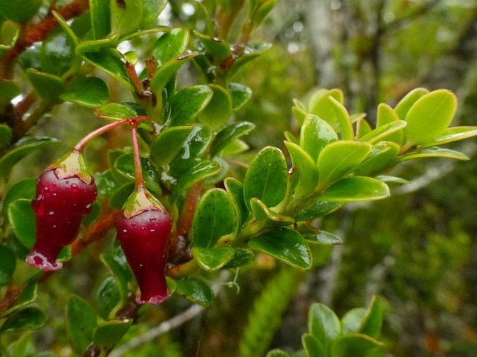 Vaccinium varingiaefolium