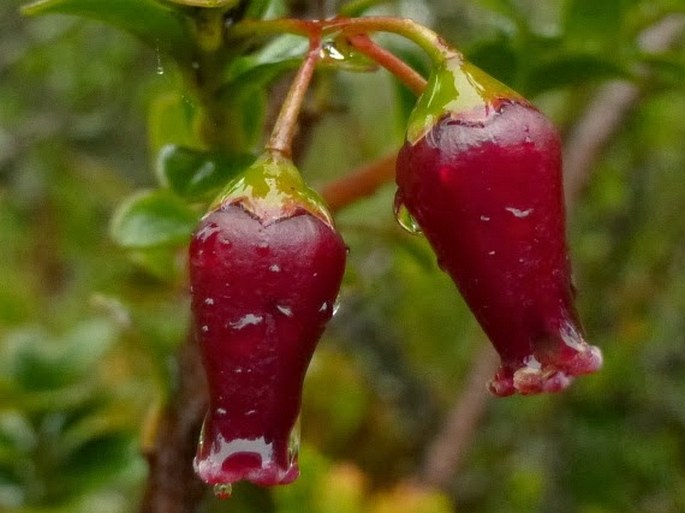 Vaccinium varingiaefolium