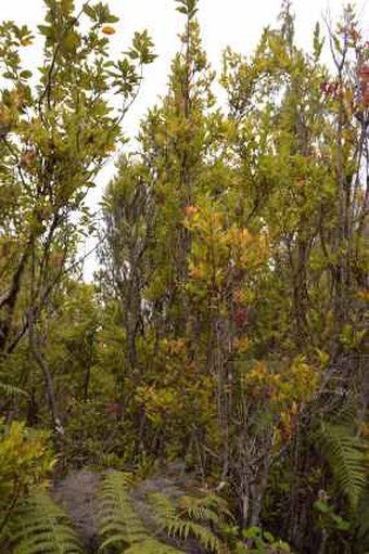 Vaccinium padifolium