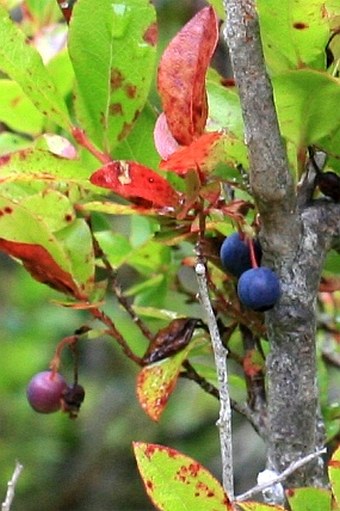 Vaccinium padifolium