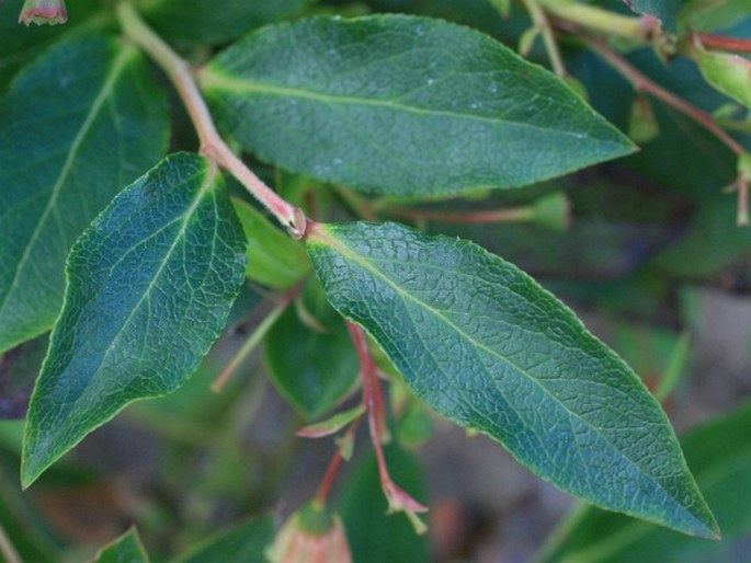 Vaccinium padifolium