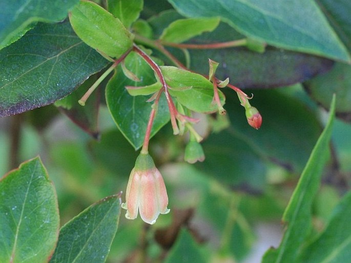 VACCINIUM PADIFOLIUM Sm.